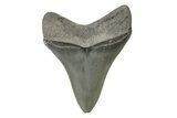 Serrated, Colorful, Fossil Megalodon Tooth - Georgia #338759-1